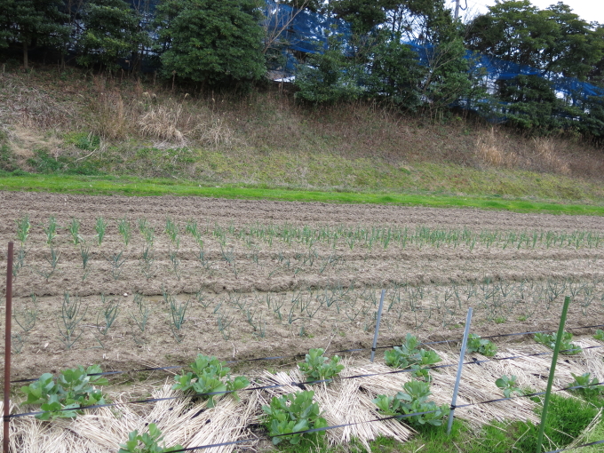 今年もお野菜作ります！_d0140234_20132762.jpg