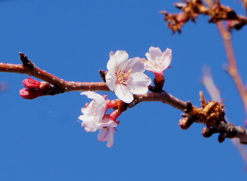 17/February 紅富士と不断桜と沈丁花_e0149934_19315376.jpg