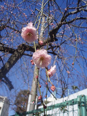 梅の花と、玄米七草粥_c0033636_20481368.jpg