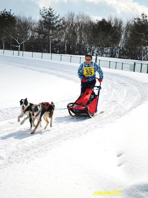 犬ぞりフェスティバル_c0225536_1763850.jpg