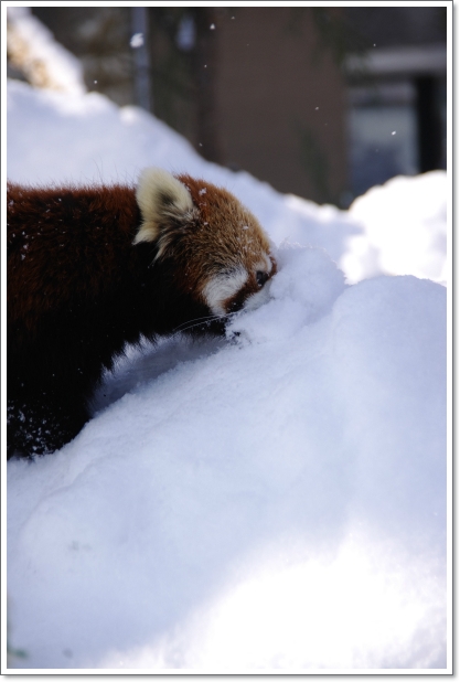 円山動物園　\'13.01.23-08　レッサーパンダ_f0218836_1928233.jpg