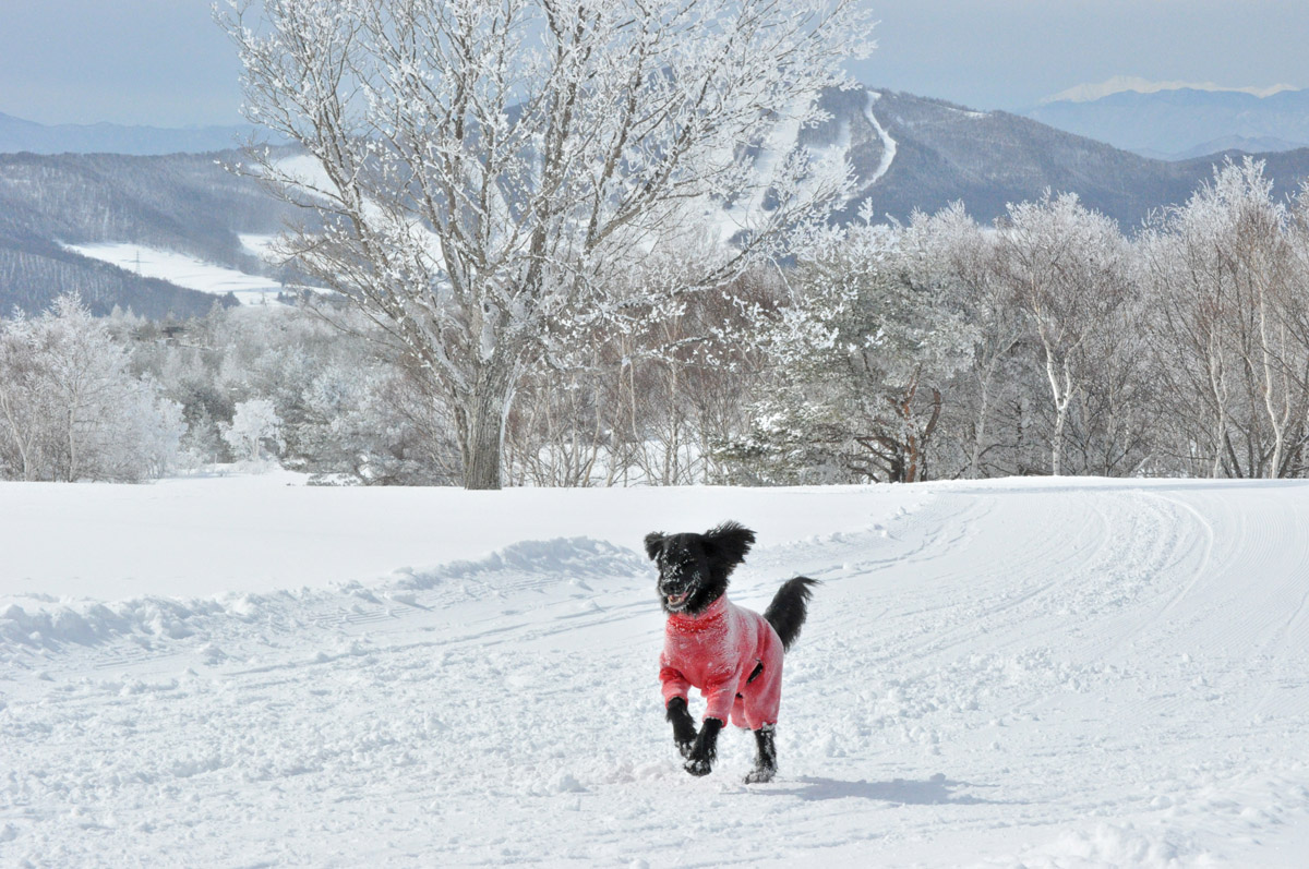 雪遊び＆ジャイ御難～！_f0098338_2261830.jpg