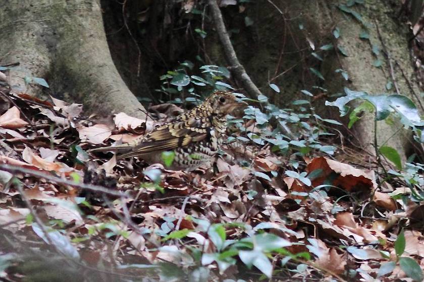 ルリビタキ、トラツグミ、マヒワ_c0075539_20353913.jpg