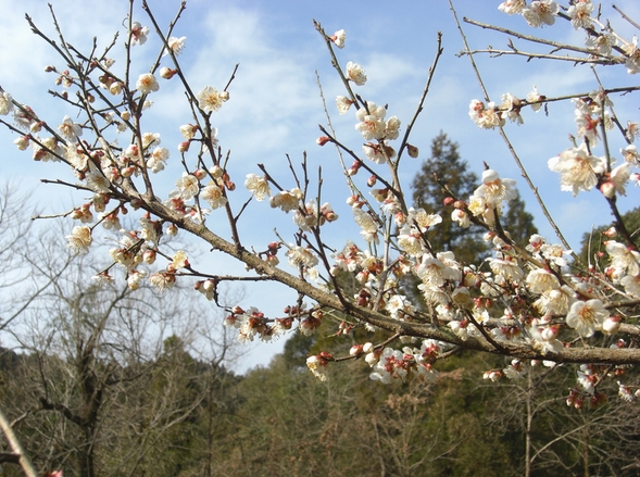 梅の開花♪_e0185848_20281131.jpg