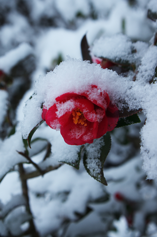 雪景色・再び大原へ_f0155048_2347746.jpg