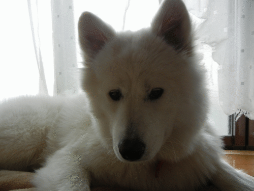 a0269552_2153281.gif