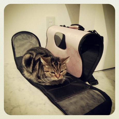 「第4回 猫・ねこ写真展」 2日目が終わりました Instagram_f0117059_22303494.jpg