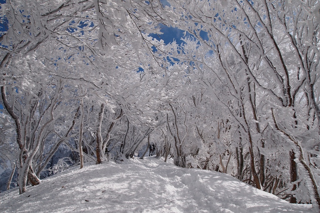 △　関西のマッターホルン・高見山　樹氷登山　△_a0111064_8175459.jpg