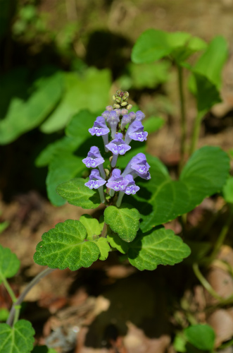 季節のお花_e0028387_10312423.jpg