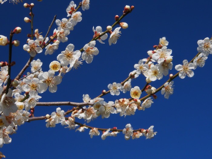 2013.2.16　立花梅林（福岡県八女市）_a0149488_8233136.jpg