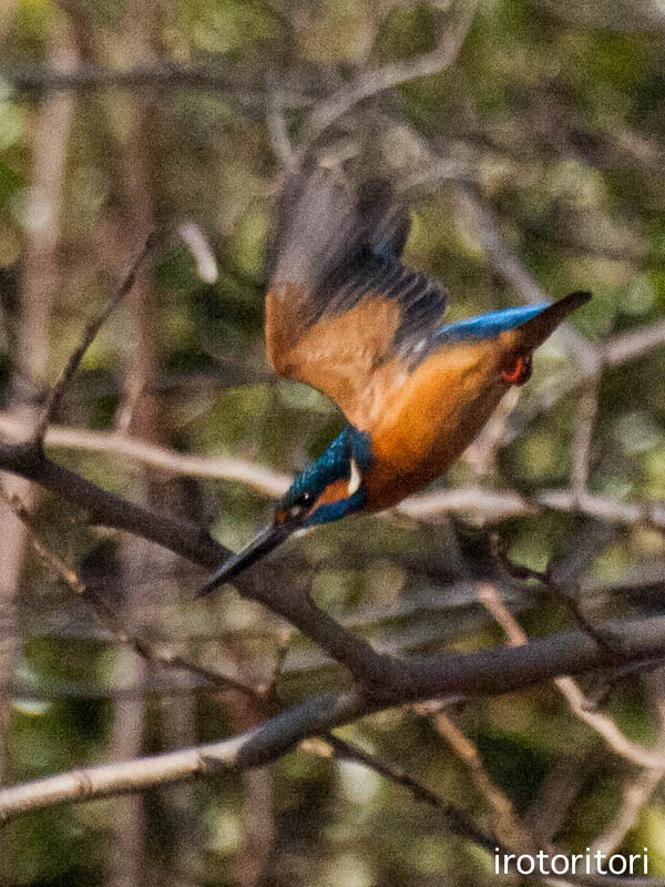 お久ぶり～！！　（カワセミ）　　2013/02/17_d0146592_22571222.jpg