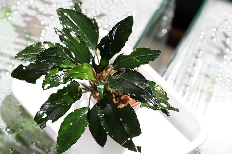 Bucephalandra sp.Pearl 売り払っ Gray TB Bucephalandra sp.Pearl 売り払っ Gray TB