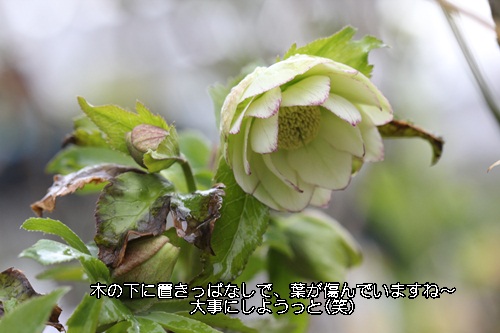 a0067720_20452594.jpg