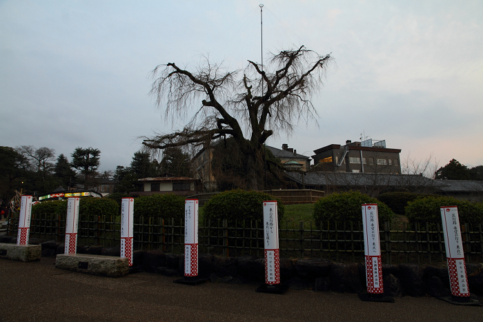 東山花灯路2012 －円山公園（前編）－_b0169330_23365640.jpg