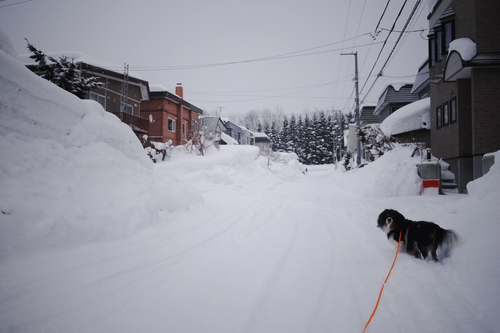 雪は降る〰・・・。_c0051132_21103587.jpg