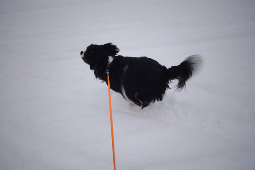 雪は降る〰・・・。_c0051132_2112844.jpg