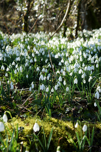 Snowdrops_f0108332_7253079.jpg