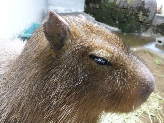 まりもちゃん3歳のお誕生日_a0179837_18303850.jpg