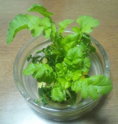 【植物】水栽培_b0029539_15301694.jpg