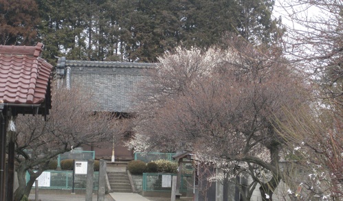 餅つき踊りの菅原神社の梅はまだまだでした_b0115553_1318392.jpg