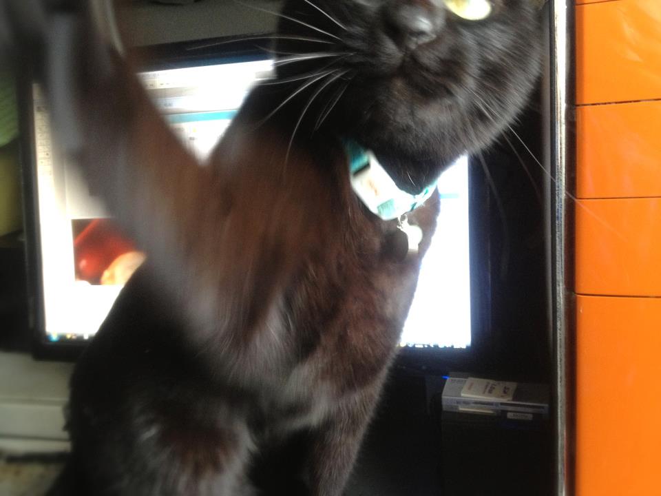 ニャンコマまんが Part1_d0199754_13131466.jpg