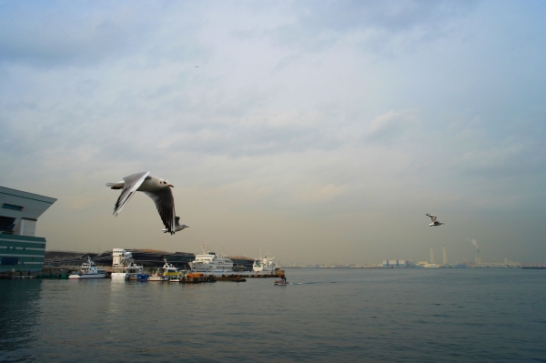 横浜かもめ_e0146675_23533.jpg