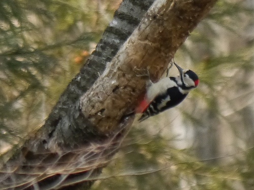 アカゲラ（赤啄木鳥）・雄　初見初撮り_d0088184_1872650.jpg