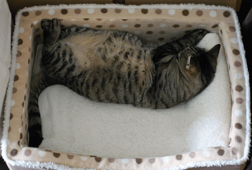 c0193788_11414955.gif