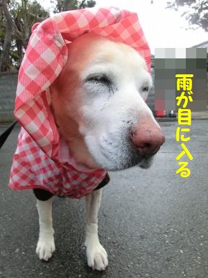 低気圧はキライ_e0222588_16192280.jpg