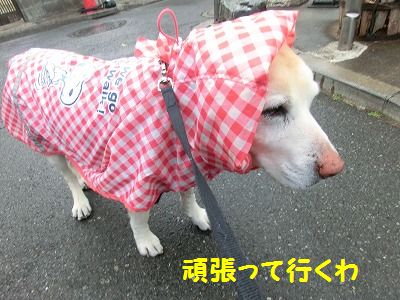 低気圧はキライ_e0222588_16193133.jpg