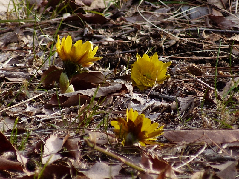 e0257101_4493143.jpg