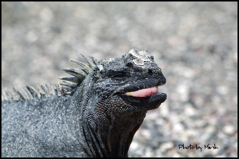 楽しい顔のウミイグアナ ガラパゴス ラテンなおばさん