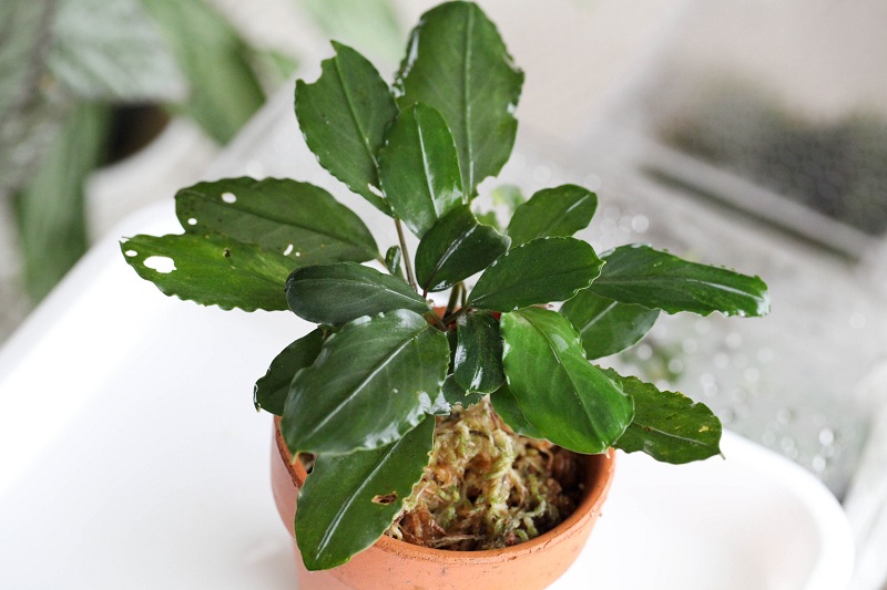 エムBucephalandra sp.Pearl gray 水上育成株 Yahoo!オークション - Bucephalandra sp. &#34 Pearl gray” TB便