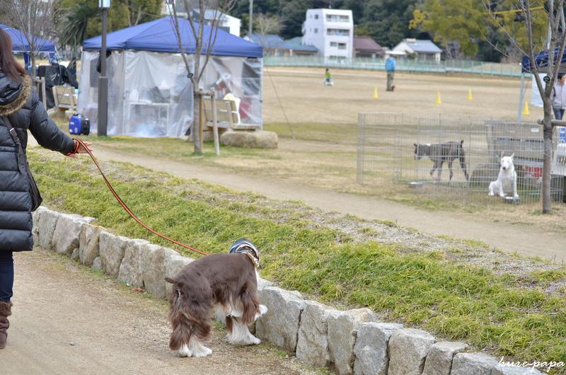 初めてのドッグショー。。。_b0279623_0242710.jpg