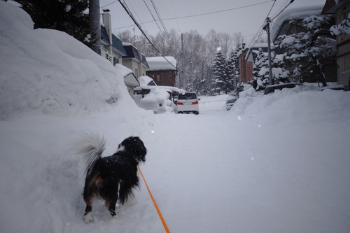今日は3回だけ雪はね。_c0051132_21204816.jpg