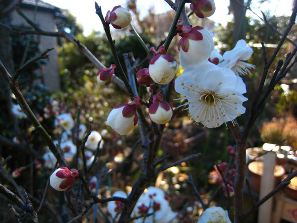 春の始まりとサクラソウの植え替え_f0126932_228942.jpg