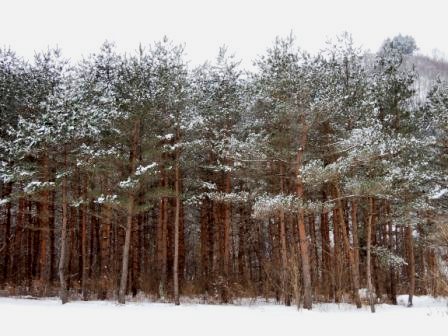 雪の日のサイクリング(1)_b0206037_8464734.jpg
