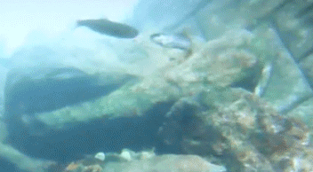 a0056140_16555627.gif