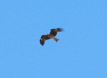 e0172950_12243258.jpg