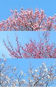 e0172950_1225157.jpg