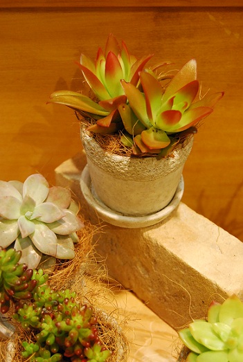 観葉いろいろ入荷しています。_a0201358_18291960.jpg