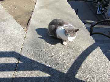 【例の首輪の江の島の猫のその後】_c0042960_17202724.jpg