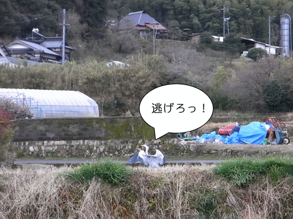 a0146070_55931.gif