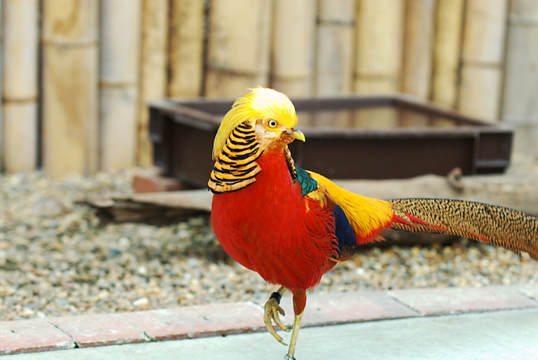 花鳥園５--鳥３--20130217_a0050572_18395449.jpg