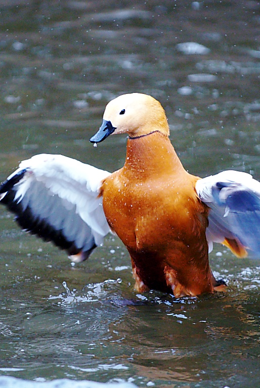 花鳥園５--鳥３--20130217_a0050572_1841083.jpg