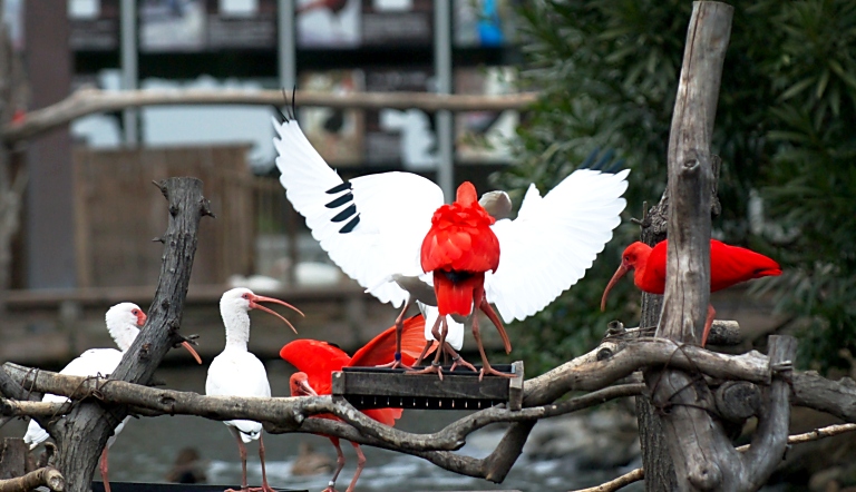 花鳥園５--鳥３--20130217_a0050572_18413235.jpg