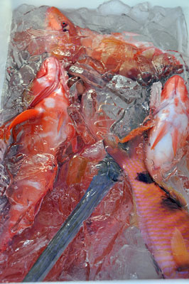 「釣り&クジラ探し」_b0033573_11543618.jpg