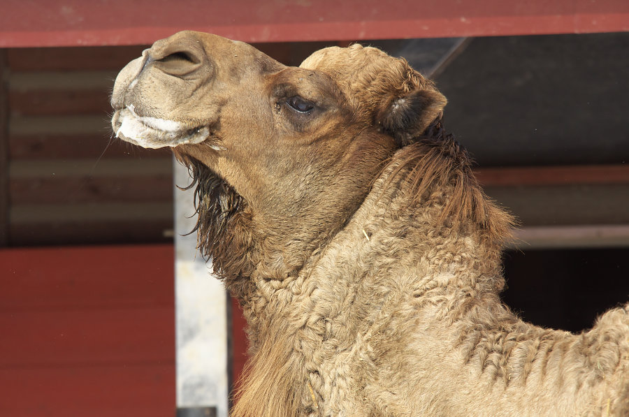 冬の動物園　その1_e0282173_2224498.jpg