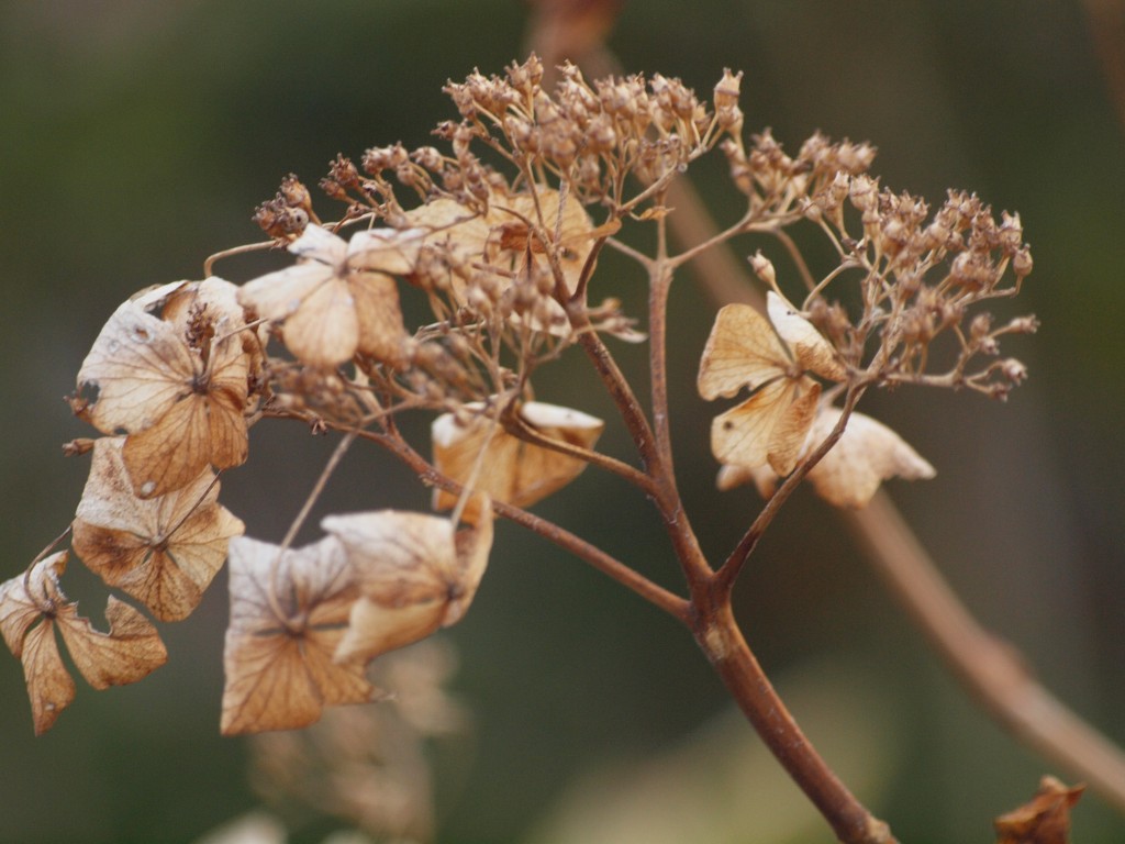 紫陽花 アジサイ の終花 おわりばな と春待芽 はるまちめ 自然風の自然風だより