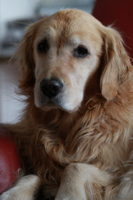 f0037378_7452686.gif